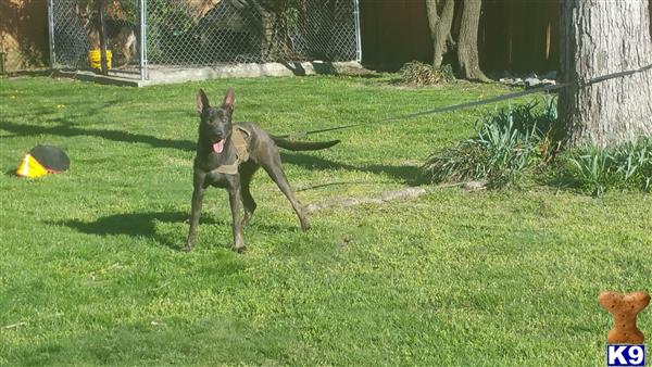 Dutch Shepherd dog